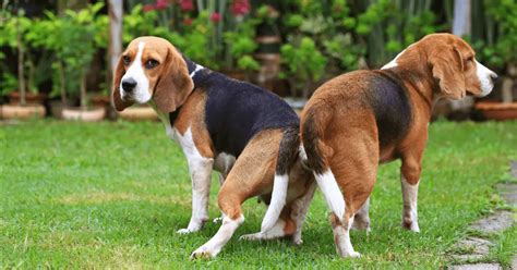 Dogs mating videos. Things To Know About Dogs mating videos. 